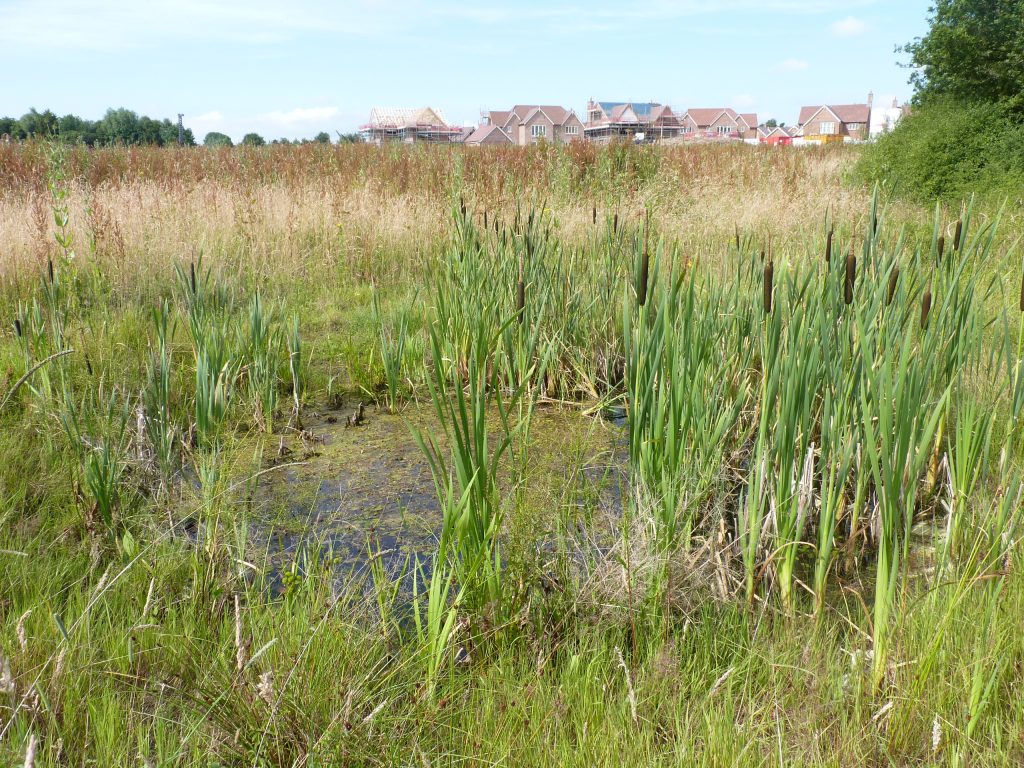 great crested newt