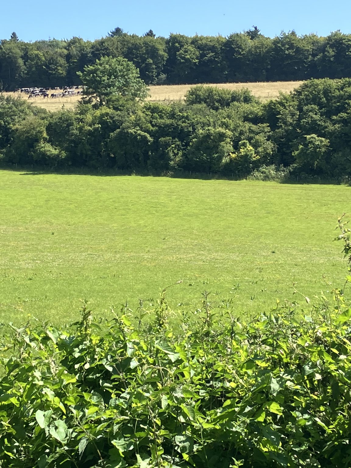 Preliminary Ecological Appraisal (PEA), Northern Ireland - Avian Ecology